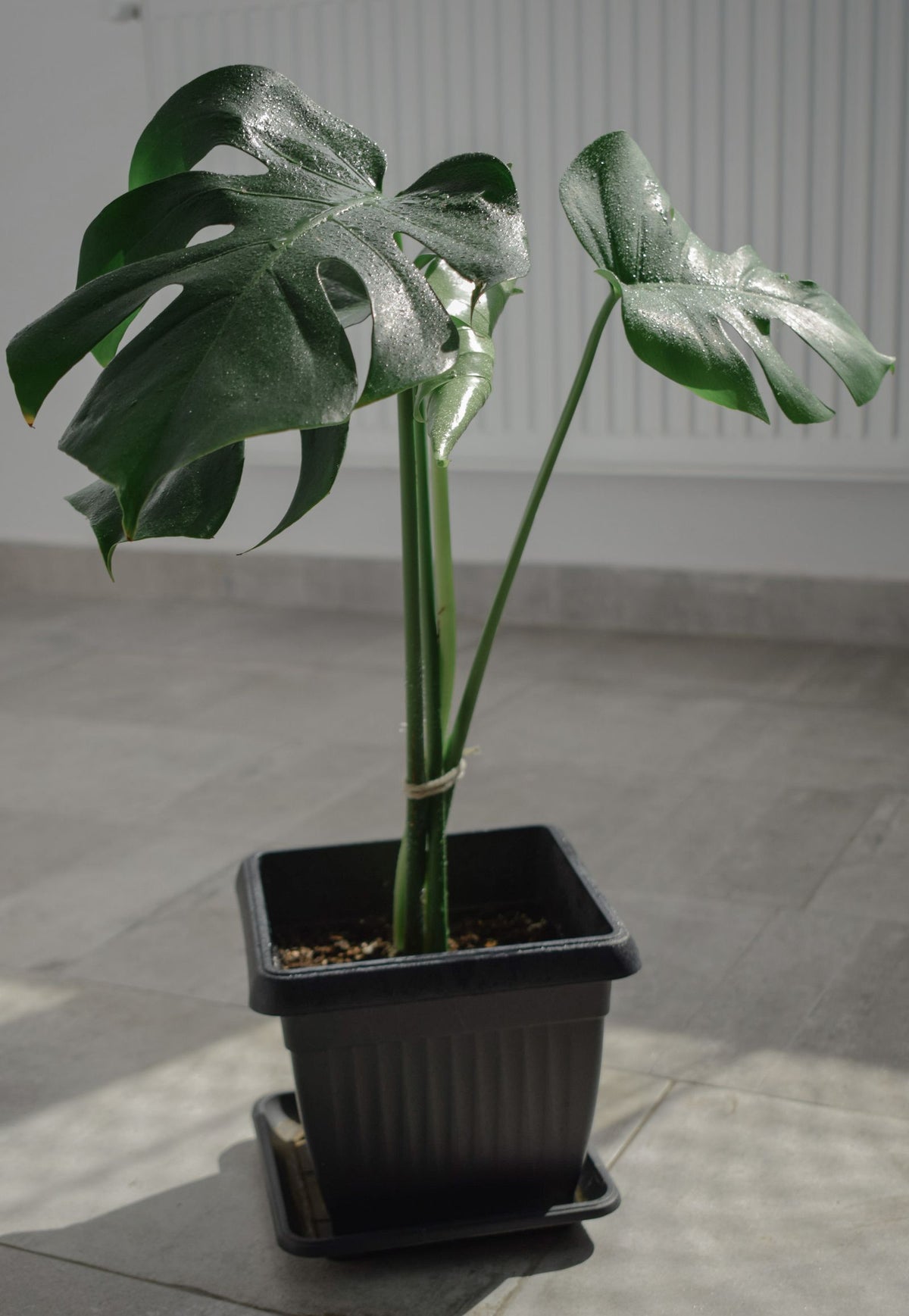 Why Do My Houseplants Keep Dying? The 6 Usual Causes, BabaBerry watering guide