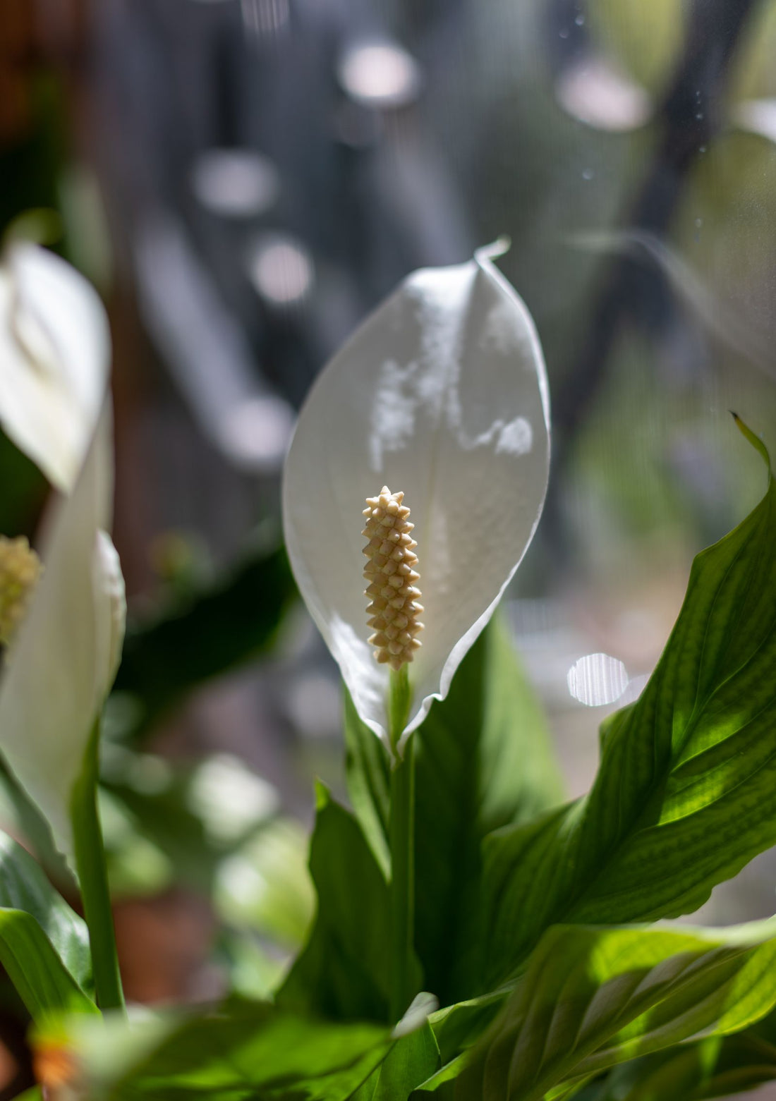 Hard Water and Houseplants: White Crust and Brown Tips, BabaBerry watering guide