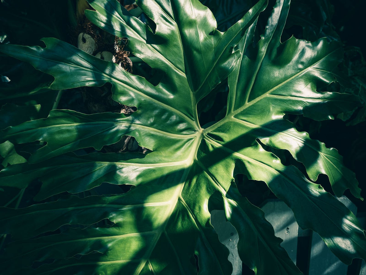 Can You Water Plants With Softened Water?, BabaBerry watering guide