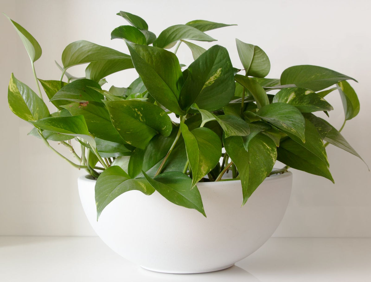 Can You Use Aquarium Water on Plants?, BabaBerry watering guide