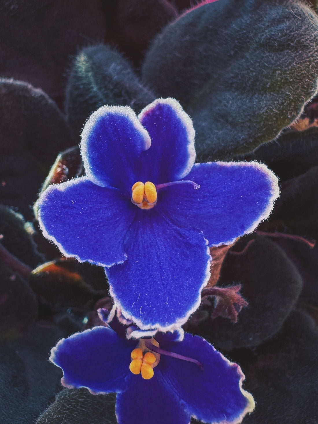How Often to Water a Saintpaulia, BabaBerry plant guide
