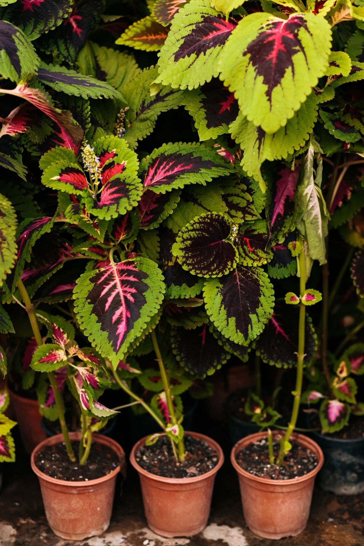 Coleus plant foliage — coleus light requirements guide