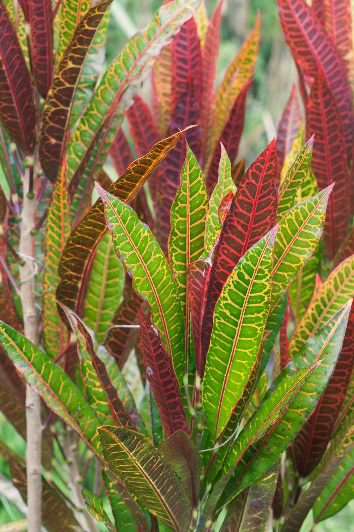 Croton plant foliage — croton light requirements guide