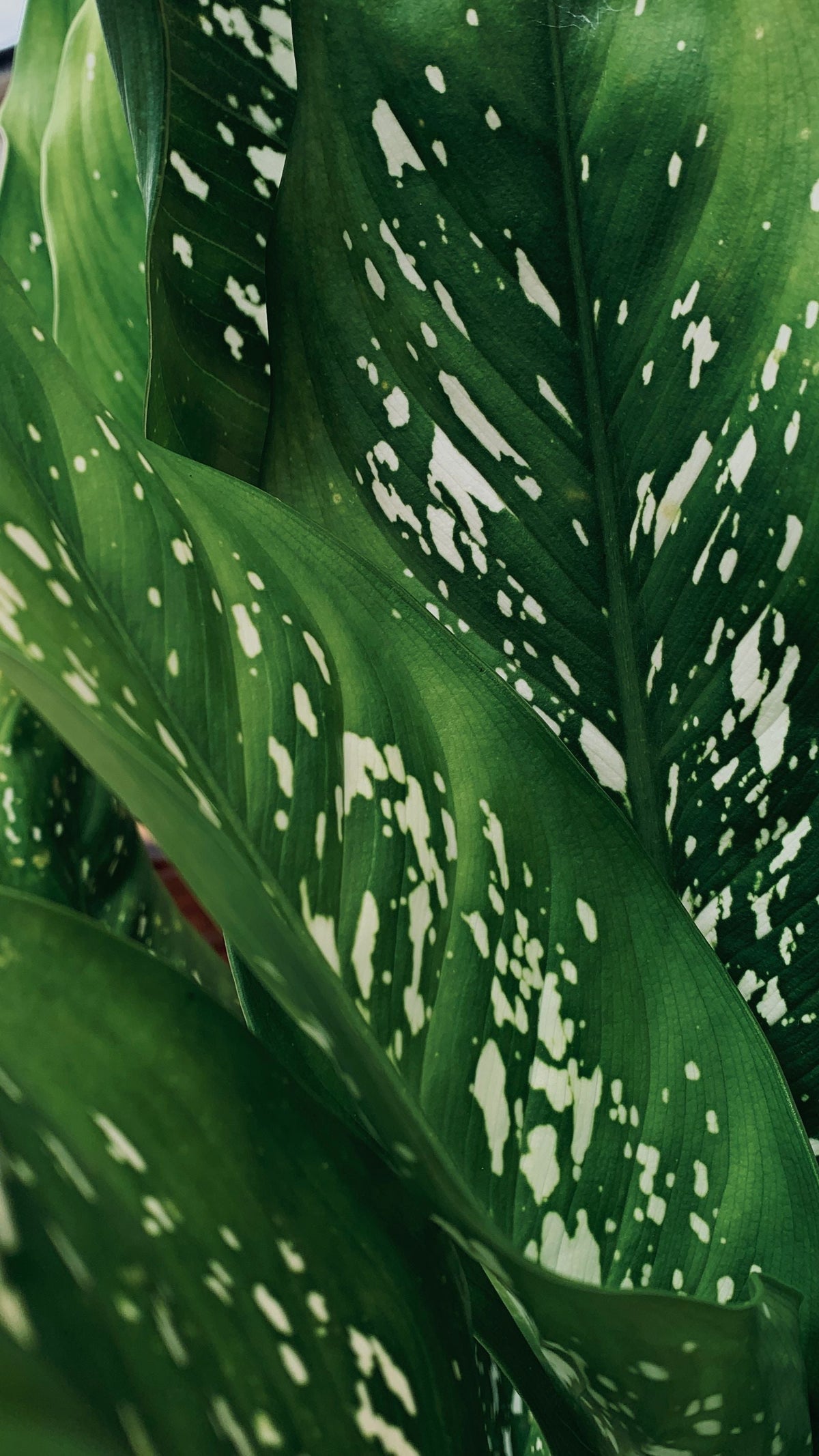 How Big Does a Dieffenbachia Get? Size and Growth Rate plant, BabaBerry care guide
