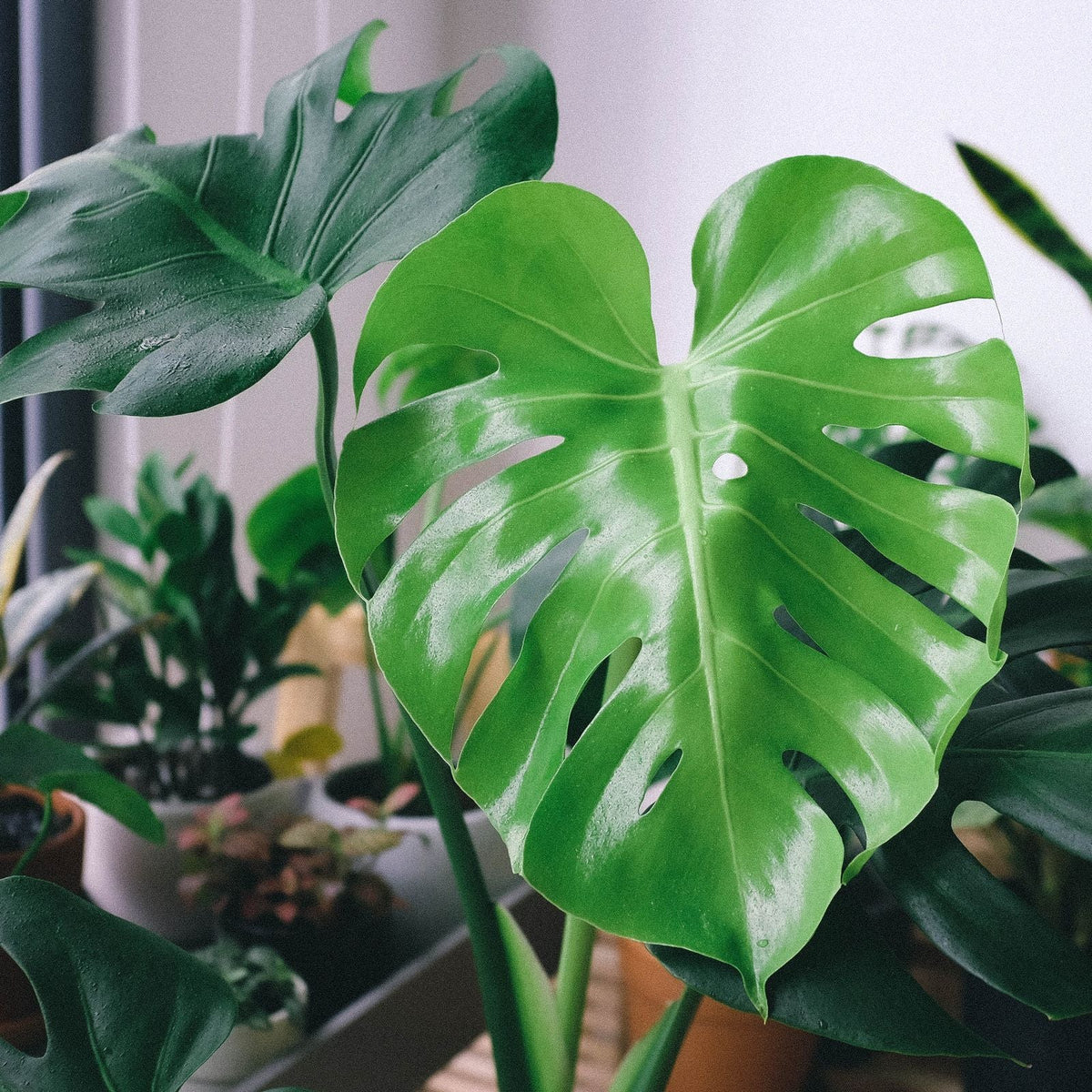 How Often Should You Fertilize Houseplants?, BabaBerry