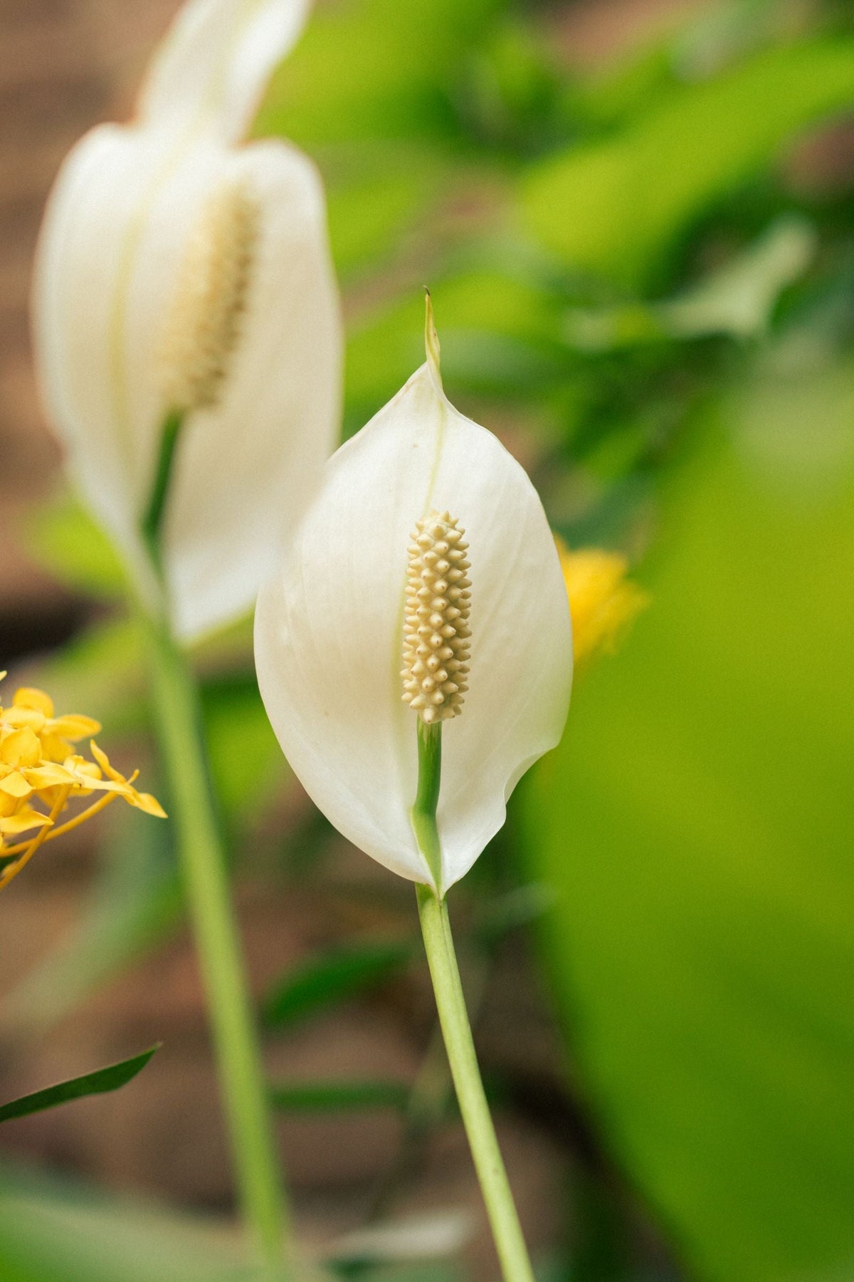 Why Is My Peace Lily Drooping? Causes and How to Fix It