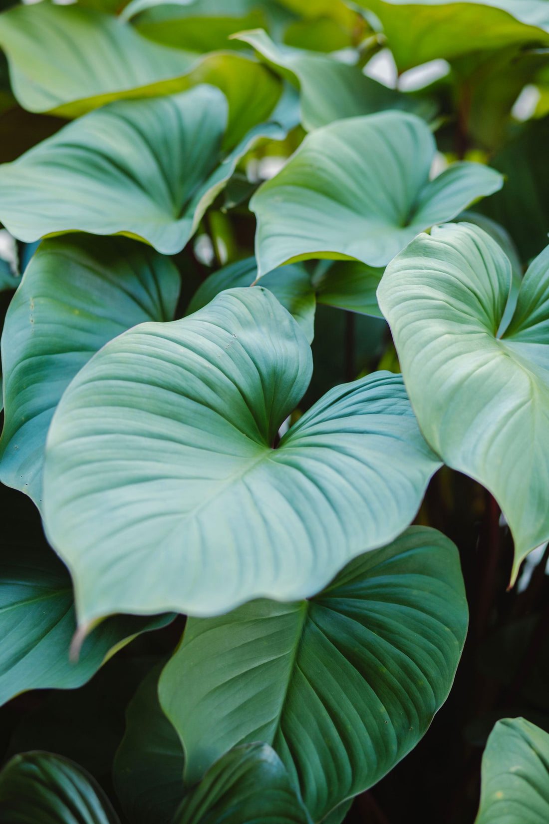 Powdery Mildew on Houseplants: Causes and Cures, BabaBerry