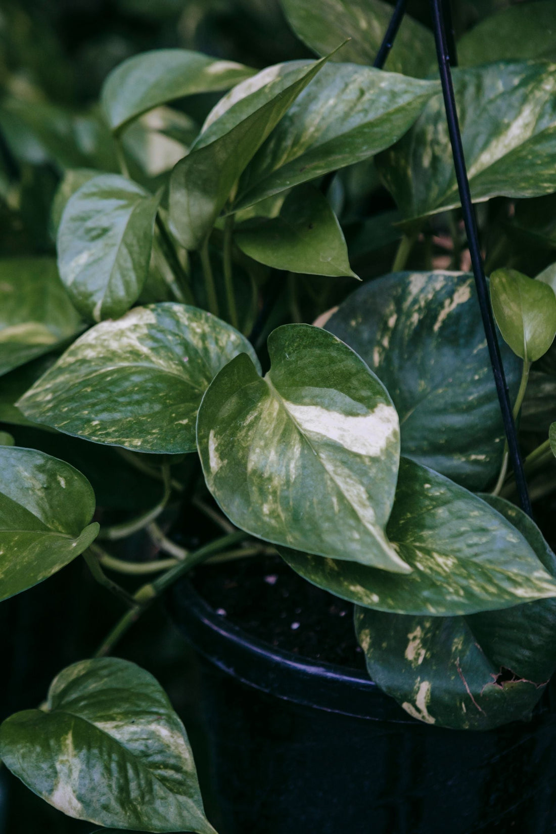 How to Fertilize a Pothos for Maximum Growth