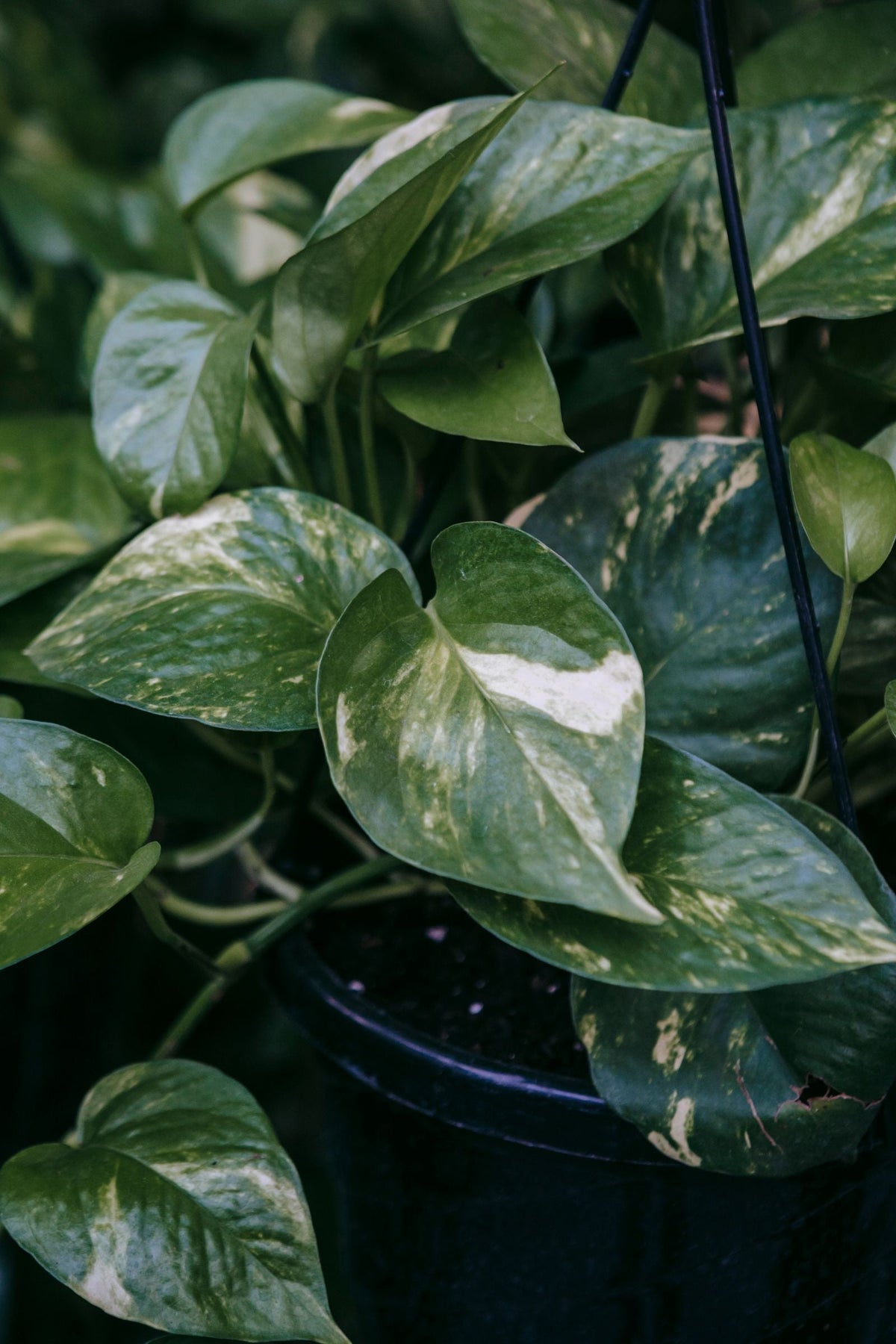 Why Is My Pothos Turning Yellow? A Systematic Diagnosis