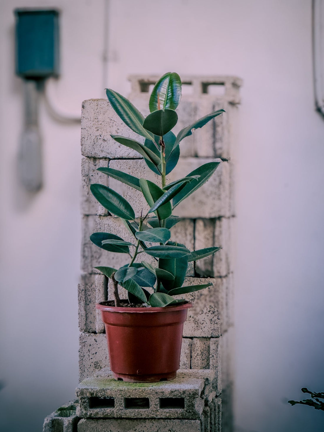 How to Propagate a Rubber Plant from Cuttings