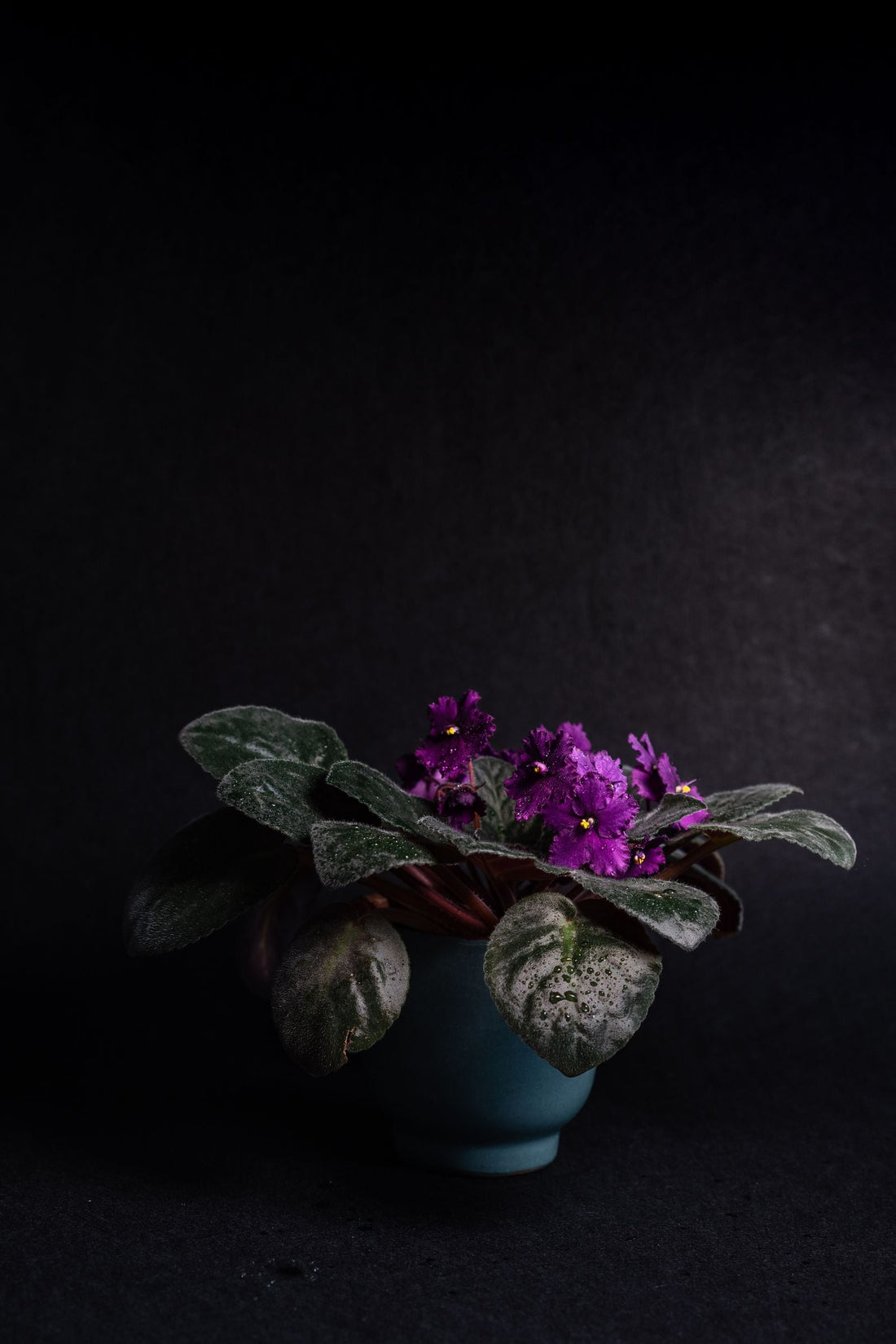 How Often to Water Streptocarpus, BabaBerry plant guide