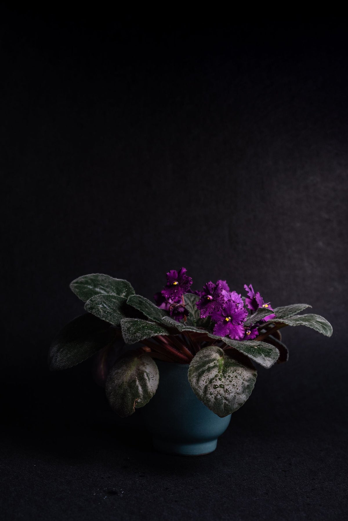How Often to Water Streptocarpus, BabaBerry plant guide