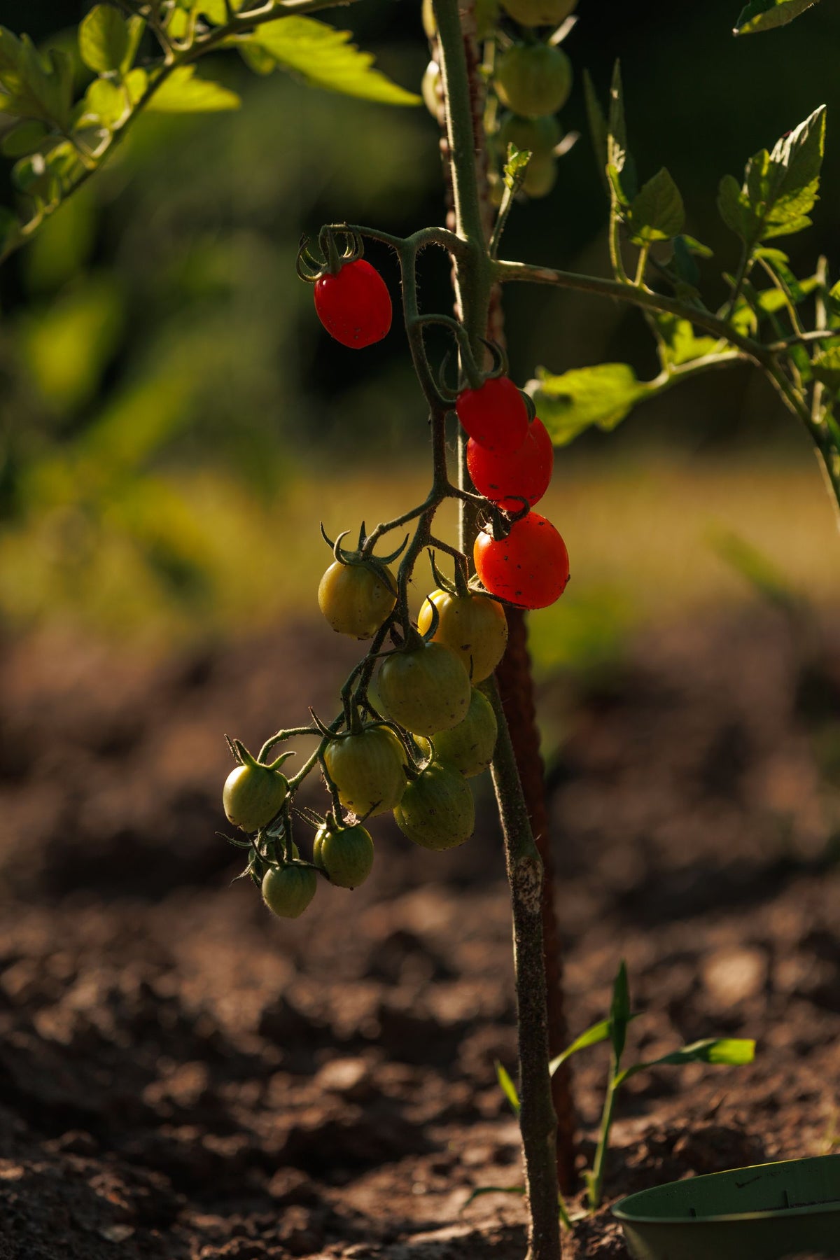 Watering Tomato Plants, BabaBerry plant guide