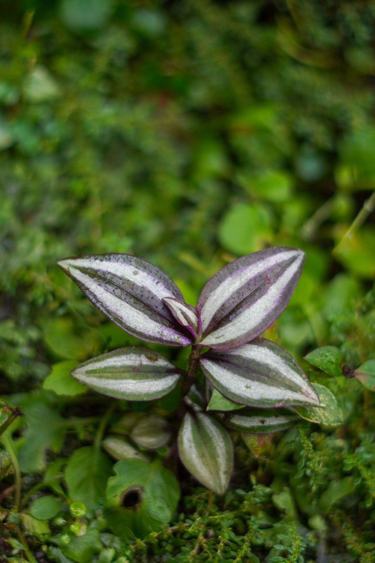 How Often to Water Tradescantia Sillamontana, BabaBerry plant guide