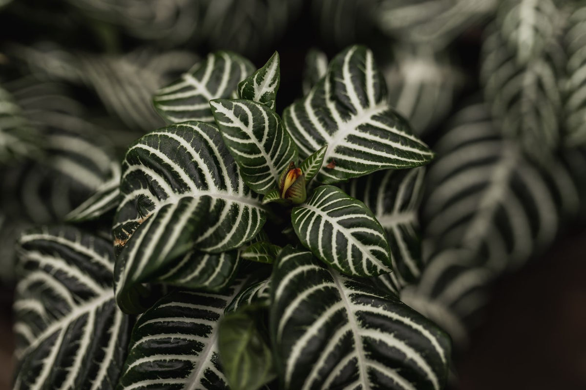 Aphelandra Care plant, BabaBerry care guide
