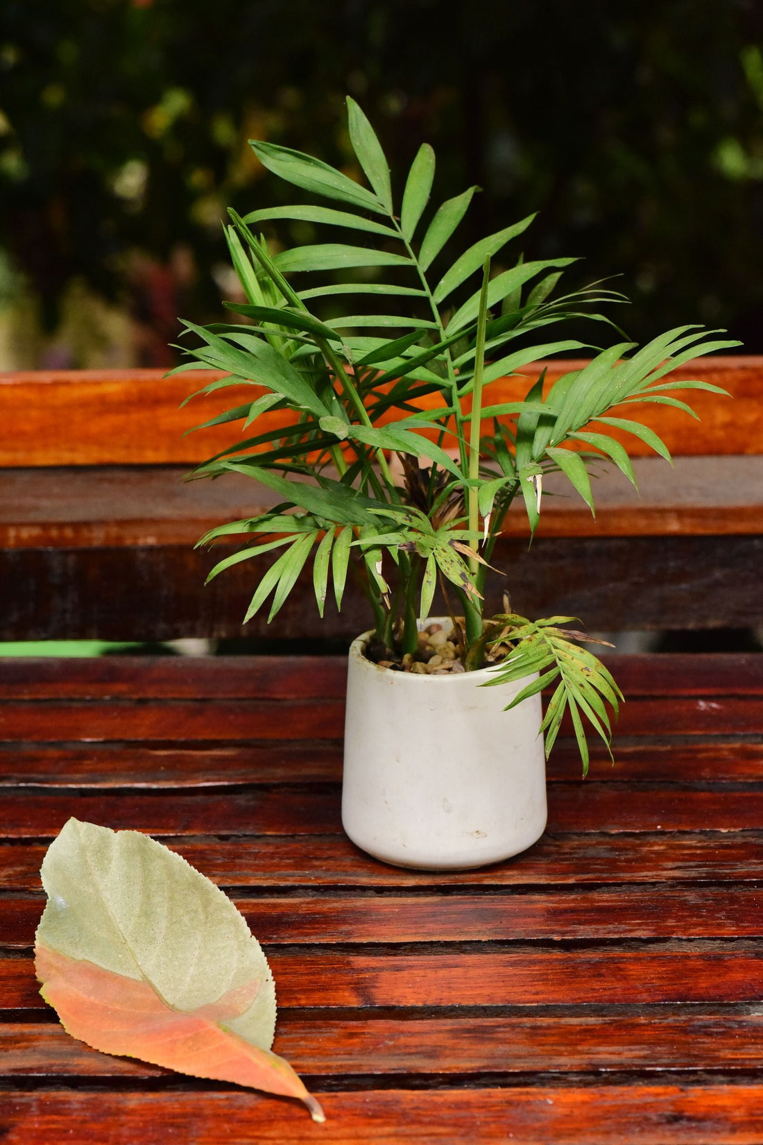 How Often to Water a Chamaedorea, BabaBerry plant guide