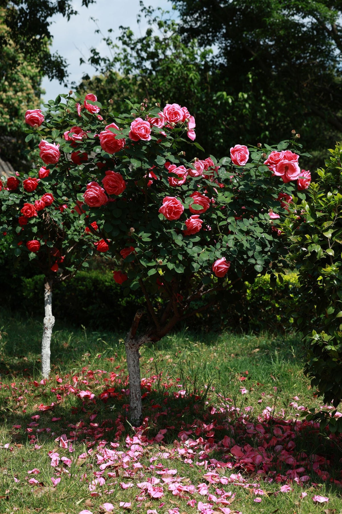Watering Roses, BabaBerry plant guide