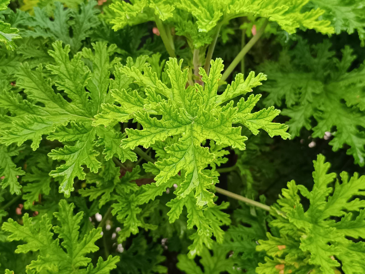 How Often to Water a Scented Geranium, BabaBerry plant guide