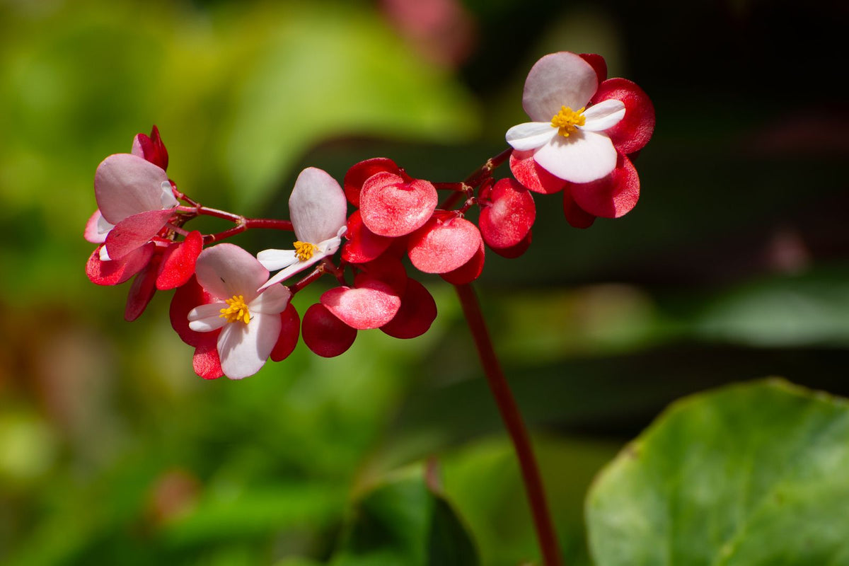 Watering begonia while on vacation, keeping the showy flowering container plant healthy with a self watering planter insert.