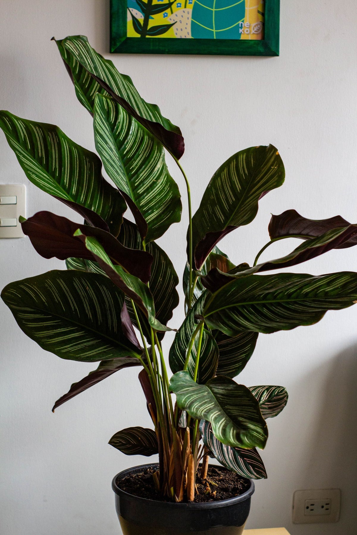 Are Humidifiers Worth It for Houseplants?, BabaBerry
