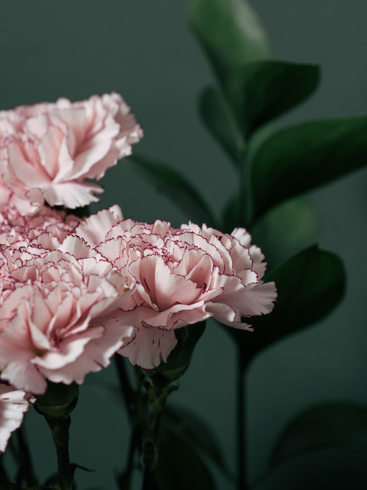 Watering carnation (Dianthus) while on vacation, keeping the ruffled fragrant cut flower healthy with a self watering planter insert.