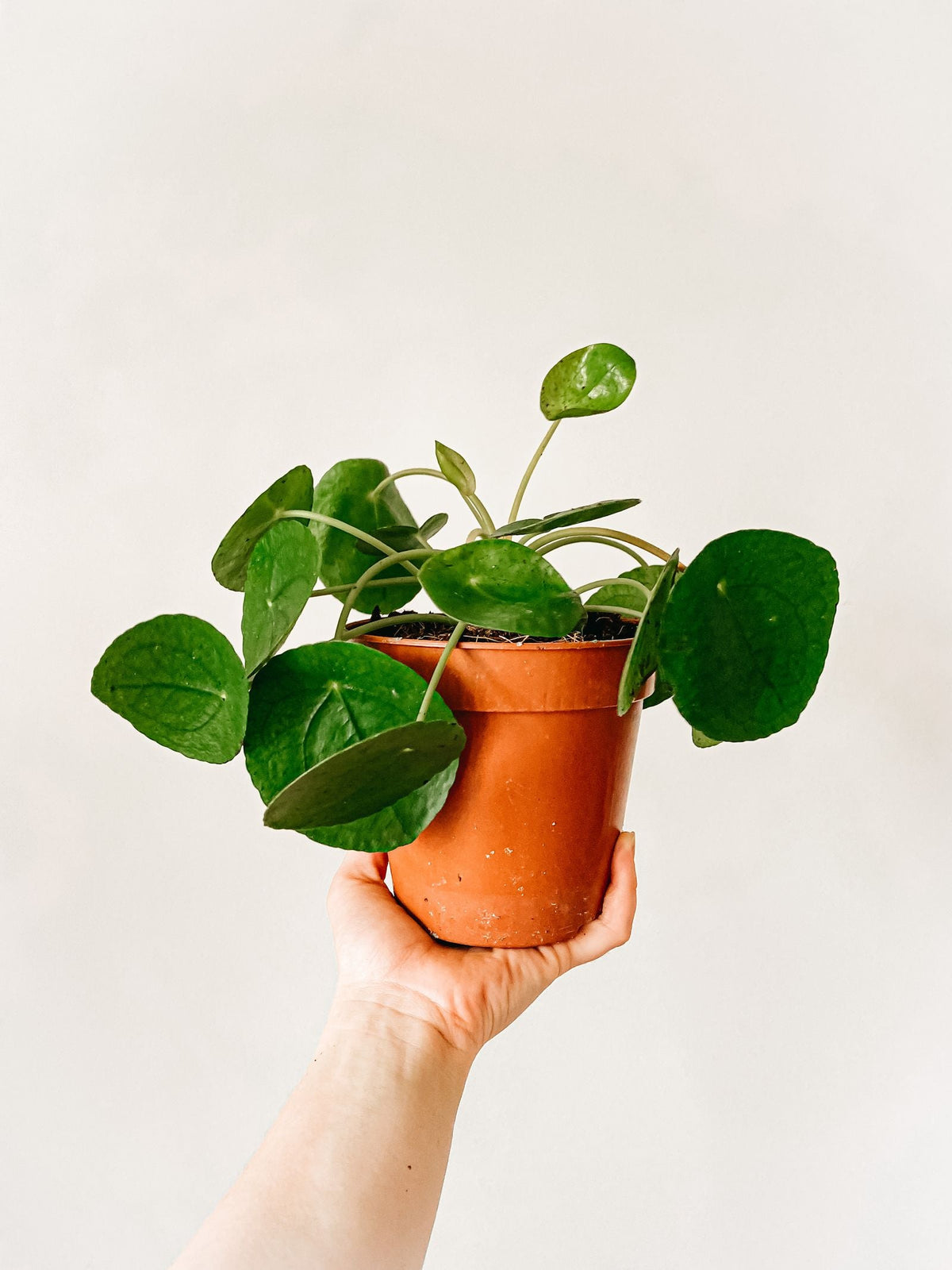 How Often to Water a Pilea, BabaBerry plant guide