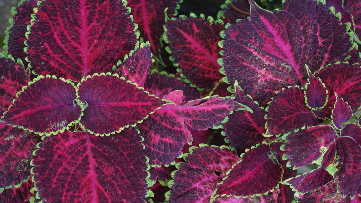 Watering coleus while on vacation, keeping the vibrant multi-colored foliage plant healthy with a self watering planter insert.