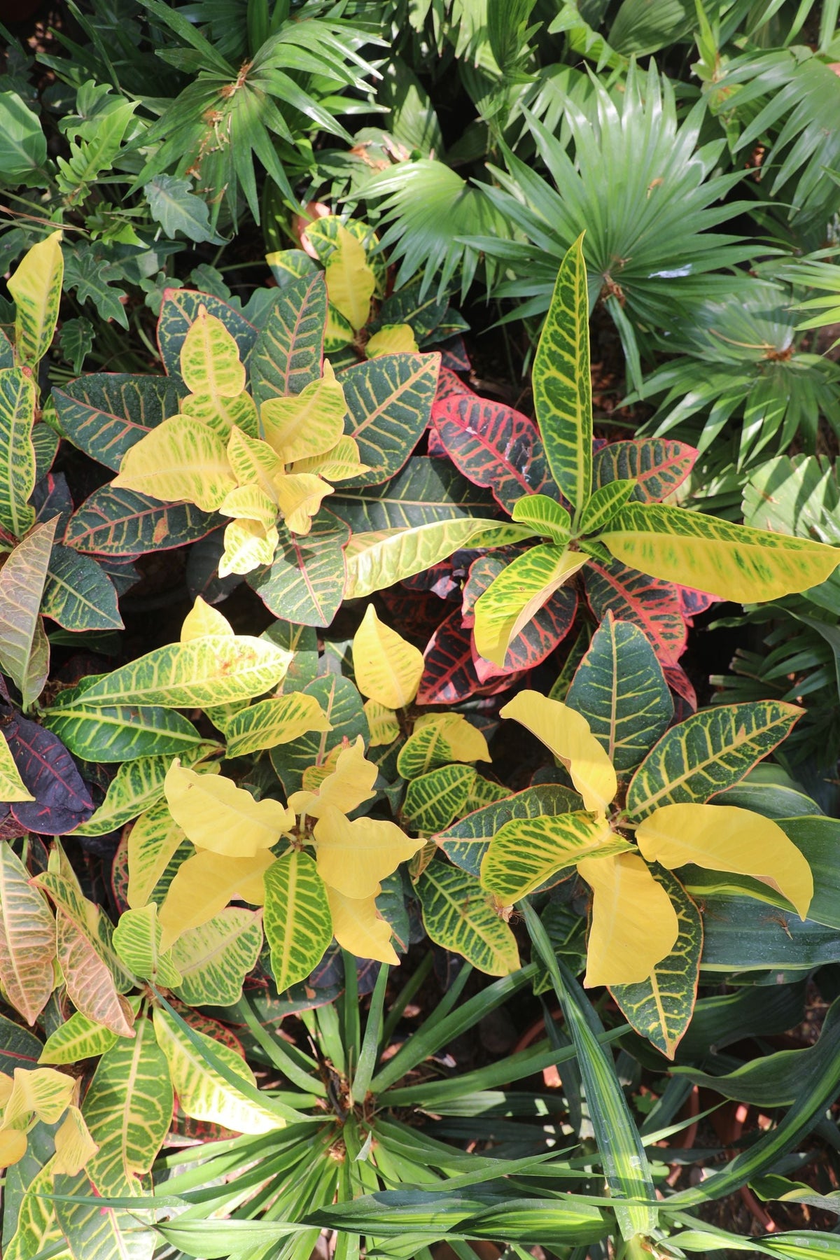 Thrips on Houseplants: How to Identify and Get Rid of Them, BabaBerry