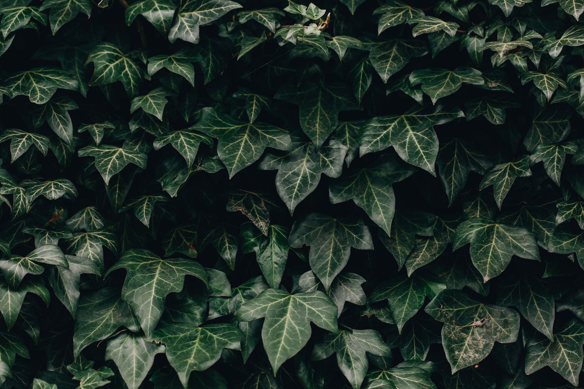 How Often to Water Hedera Helix, BabaBerry plant guide