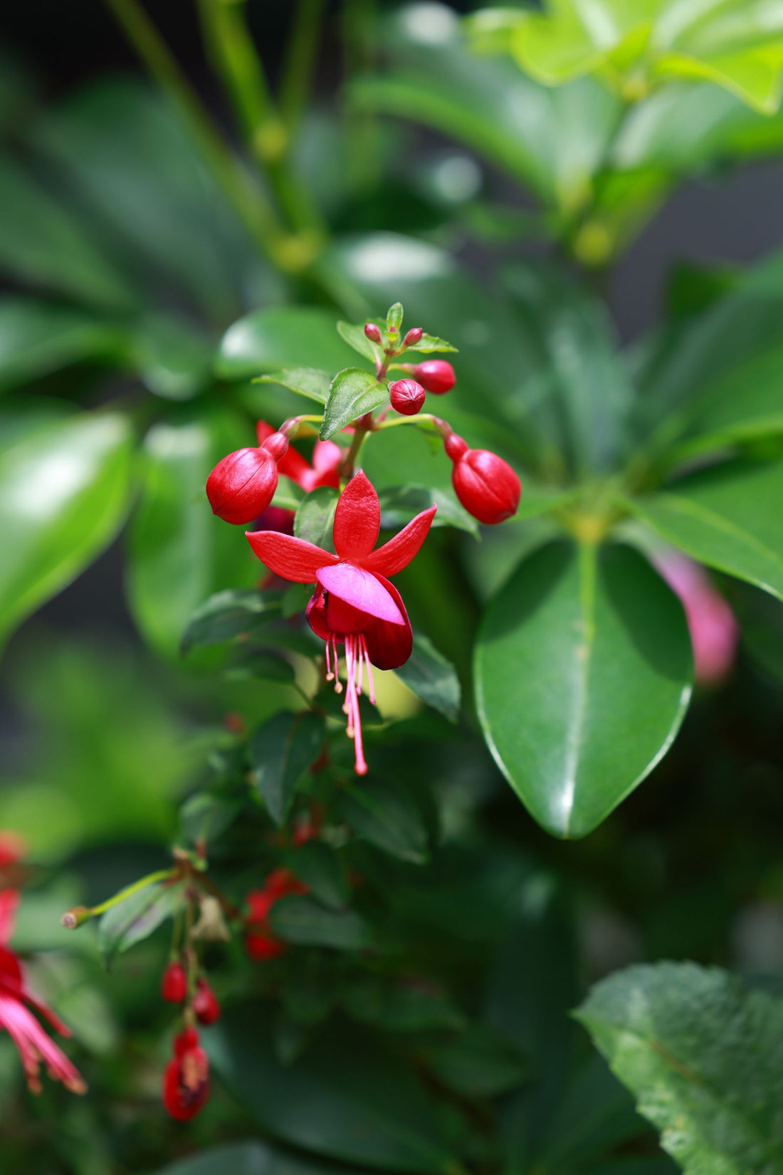 Watering fuchsia while on vacation, keeping the pendant-flowered hanging basket plant healthy with a self watering planter insert.