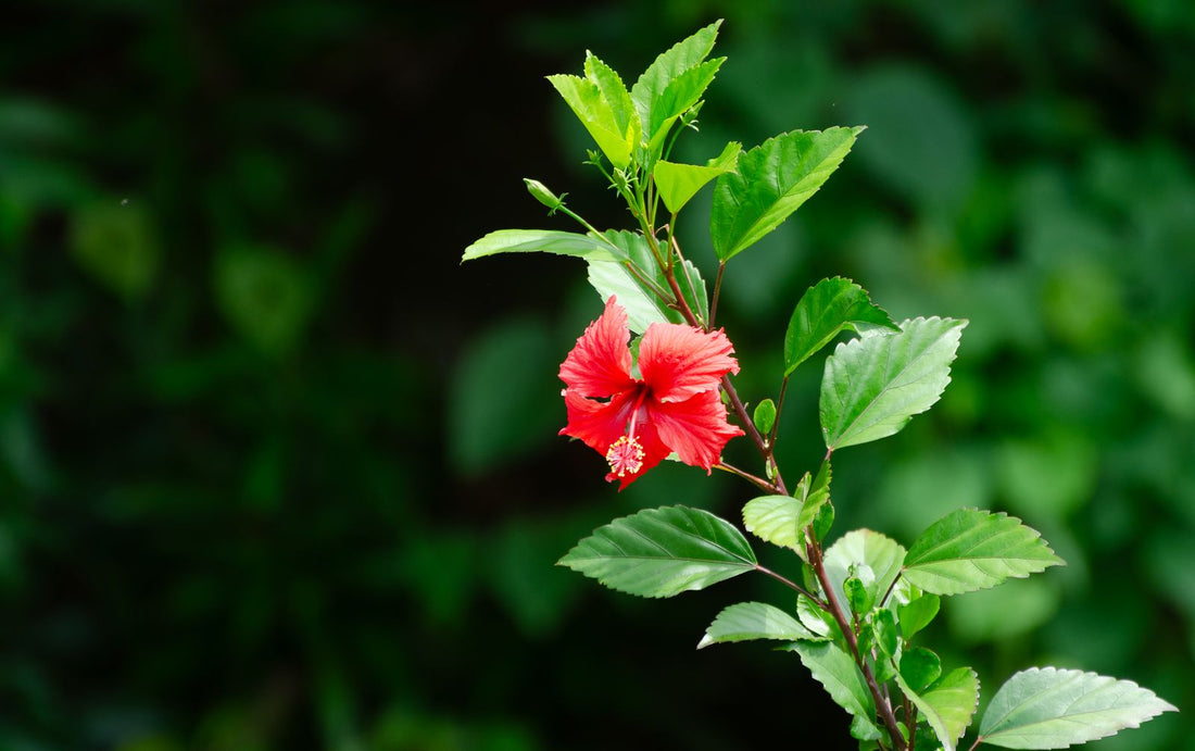 Watering a Hibiscus, BabaBerry plant guide
