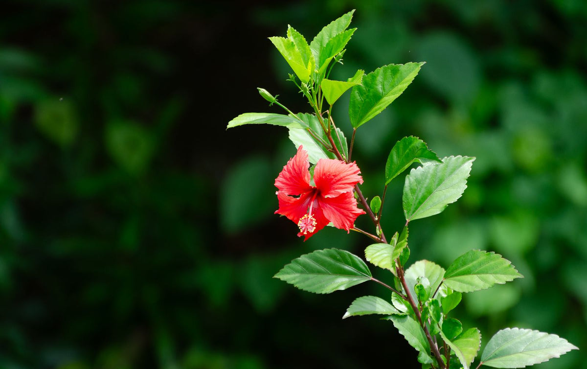 Watering a Hibiscus, BabaBerry plant guide