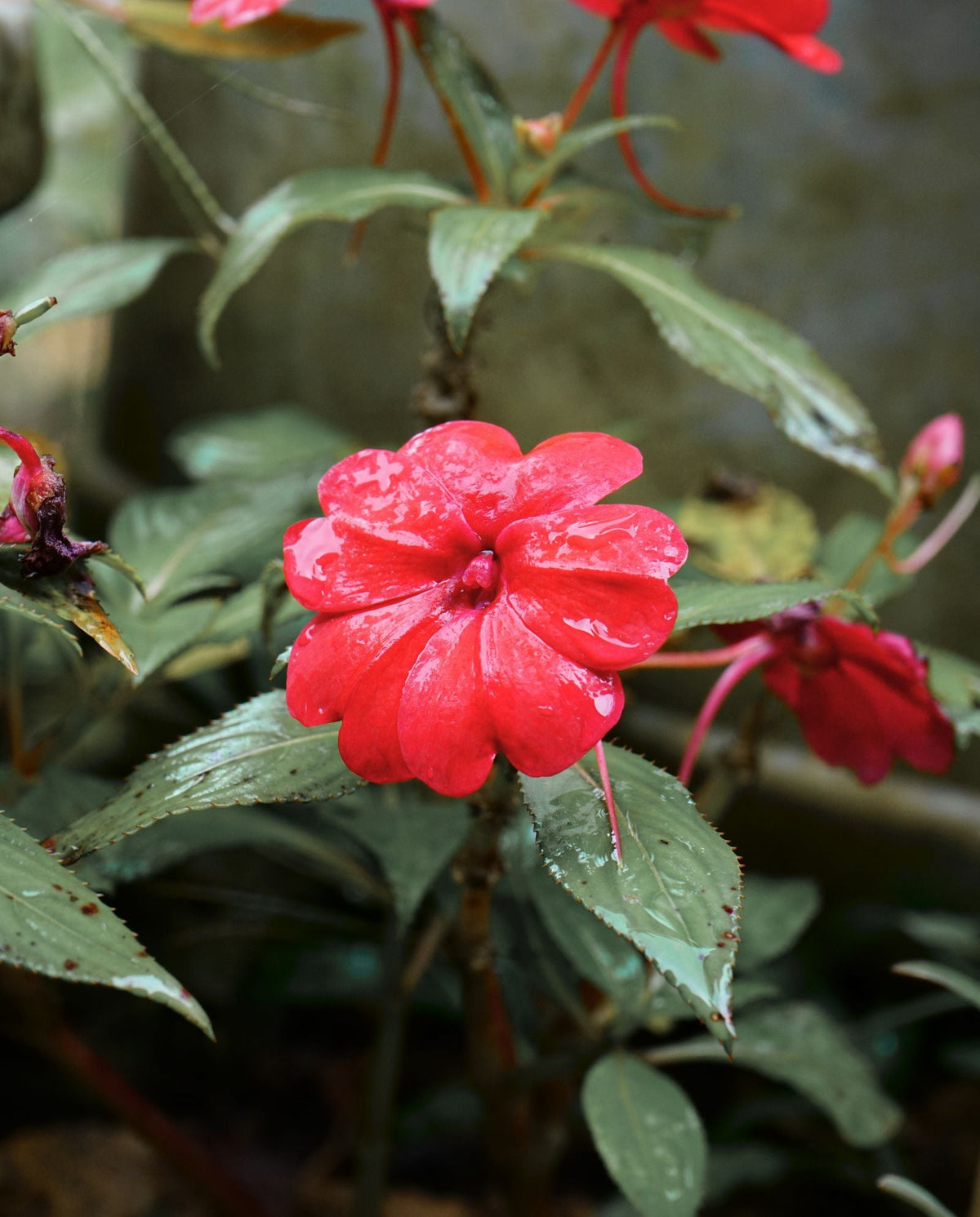 Watering impatiens (busy Lizzie) while on vacation, keeping the shade-loving flowering annual healthy with a self watering planter insert.