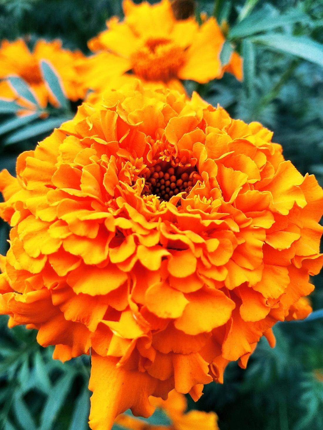 Watering marigold (Tagetes) while on vacation, keeping the bright pest-repelling annual flower healthy with a self watering planter insert.