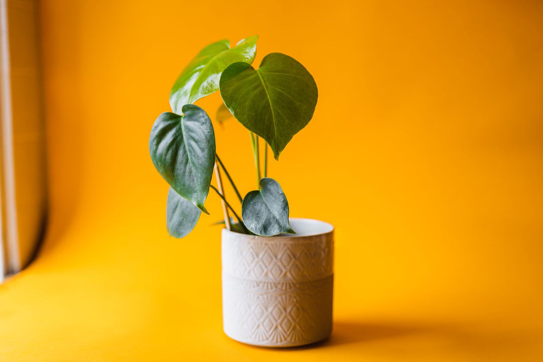 How Cold Is Too Cold for Houseplants?, BabaBerry