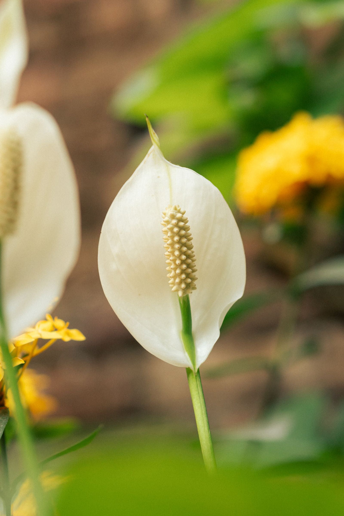 Do Eggshells and Banana Peels Actually Feed Plants?, BabaBerry