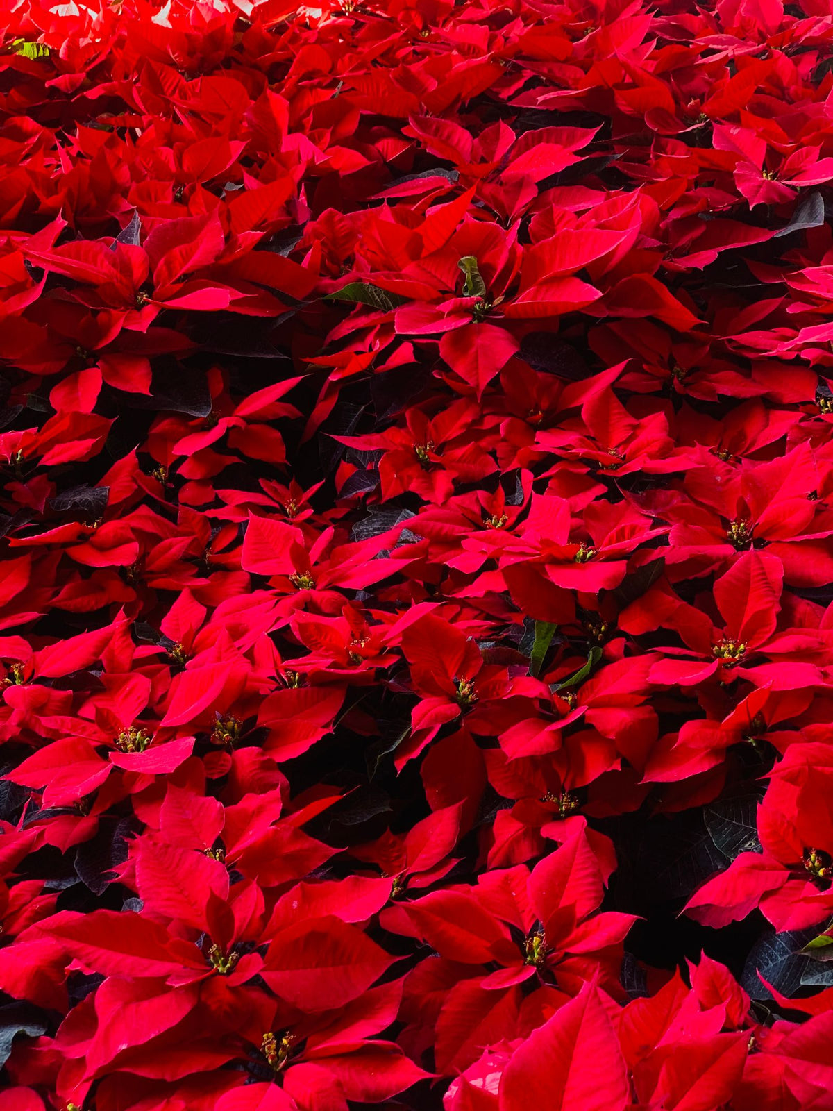 Watering poinsettia (Euphorbia pulcherrima) while on vacation, keeping the festive red-bracted holiday plant healthy with a self watering planter insert.