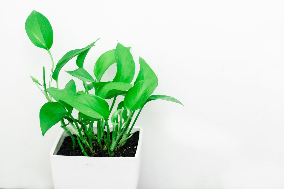 Peat vs Coco Coir: Which Holds Water Better?, BabaBerry
