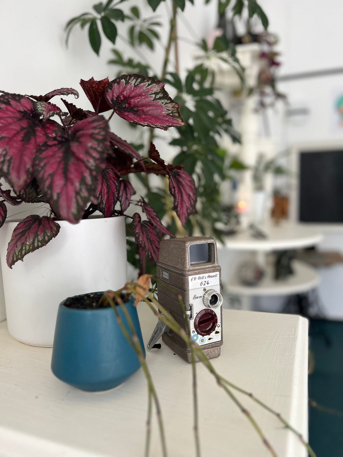 Watering Rex begonia while on vacation, keeping the painted-leaf foliage begonia healthy with a self watering planter insert.