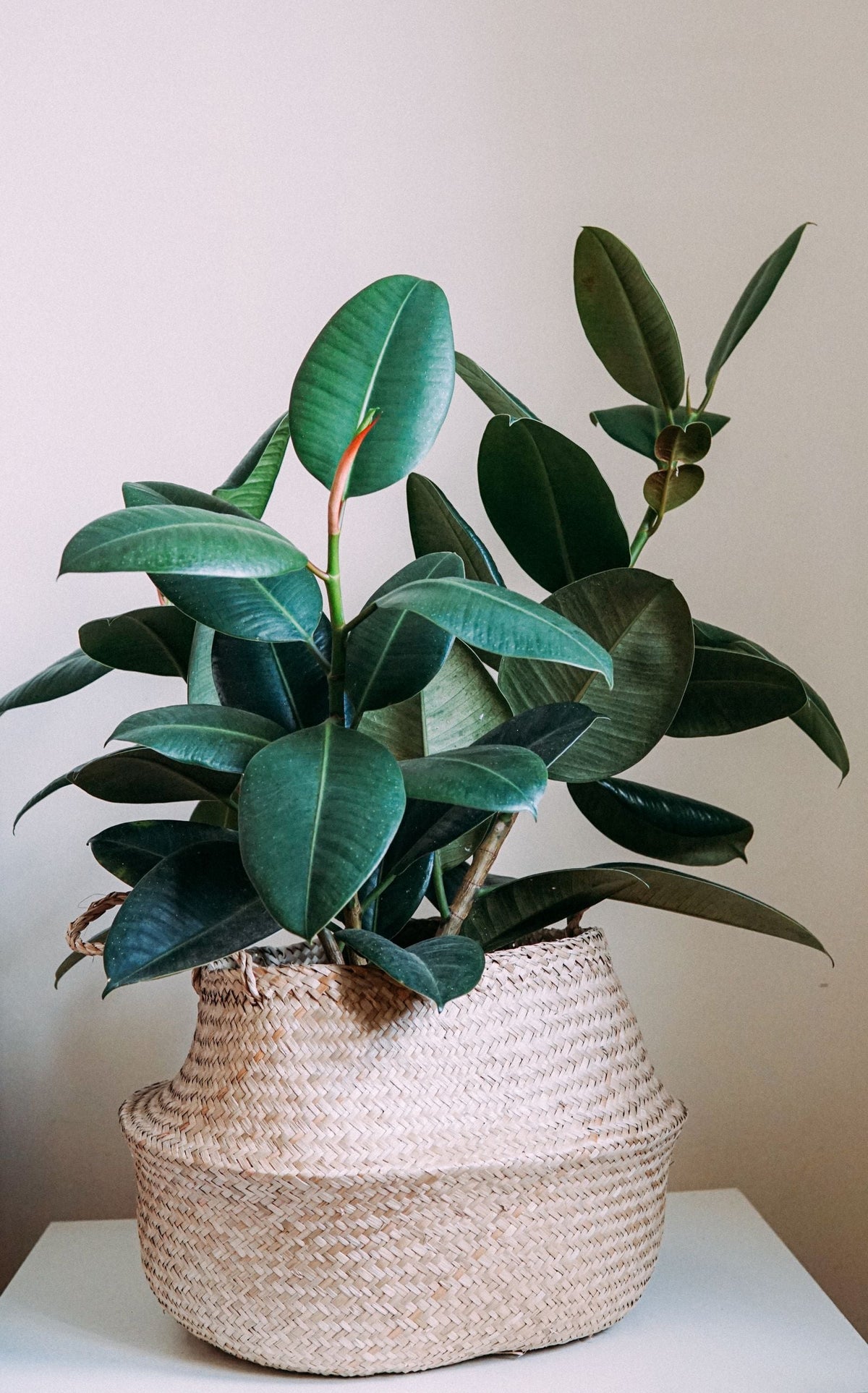 Are Coffee Grounds Good for Houseplants? Not Really, BabaBerry