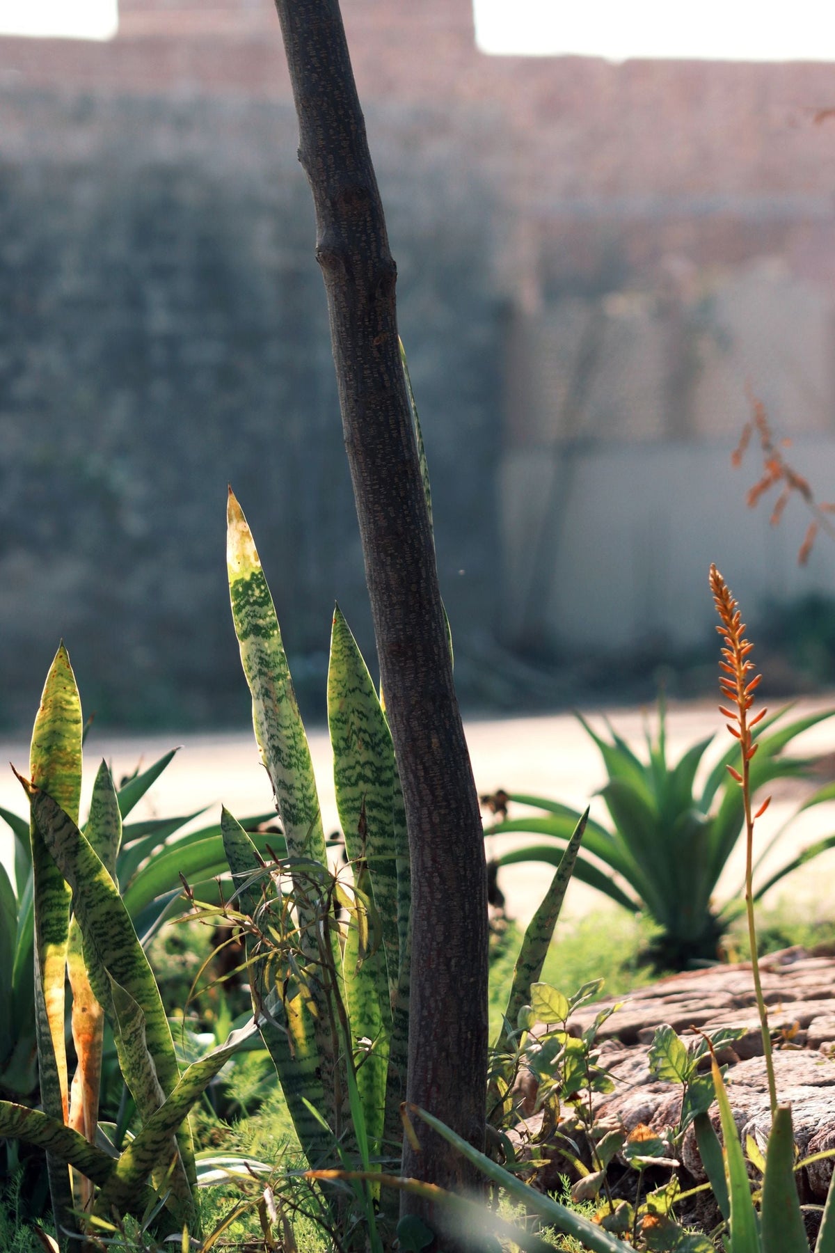 How Often to Water Sansevieria Parva, BabaBerry plant guide