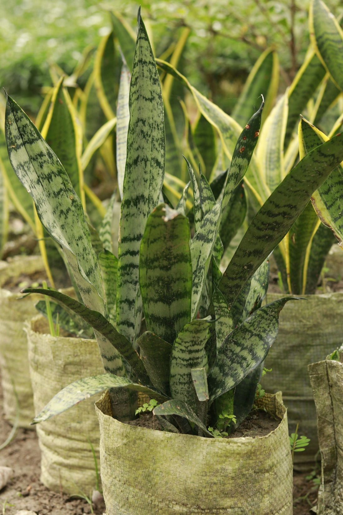 Scale Insects on Houseplants: The Bumps That Aren't Bumps, BabaBerry