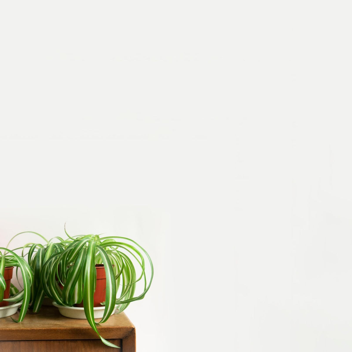 Can You Reuse Old Potting Soil? Sometimes &mdash; Here's When, BabaBerry