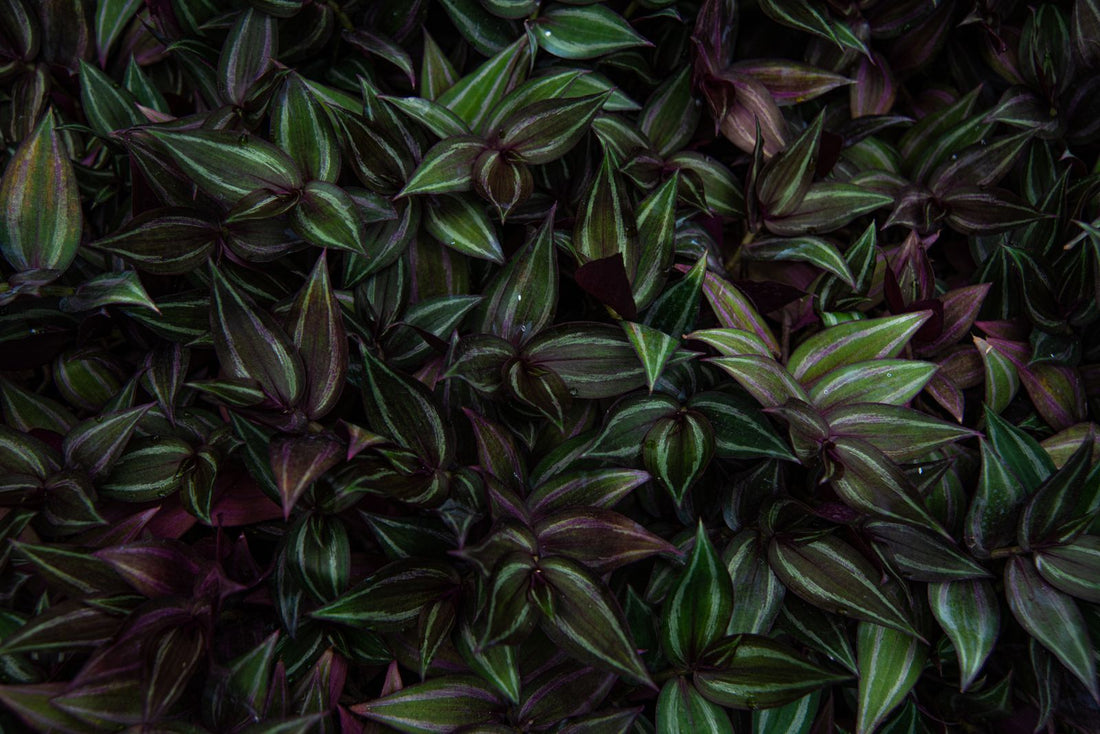 How Often to Water a White Velvet Plant, BabaBerry plant guide