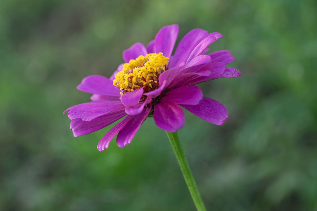 Watering zinnia while on vacation, keeping the colorful long-blooming cutting-garden flower healthy with a self watering planter insert.