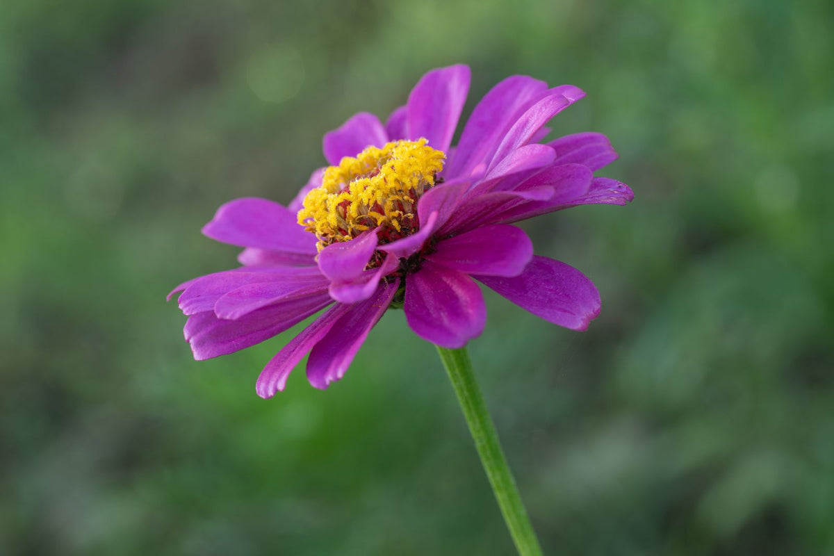 Watering zinnia while on vacation, keeping the colorful long-blooming cutting-garden flower healthy with a self watering planter insert.