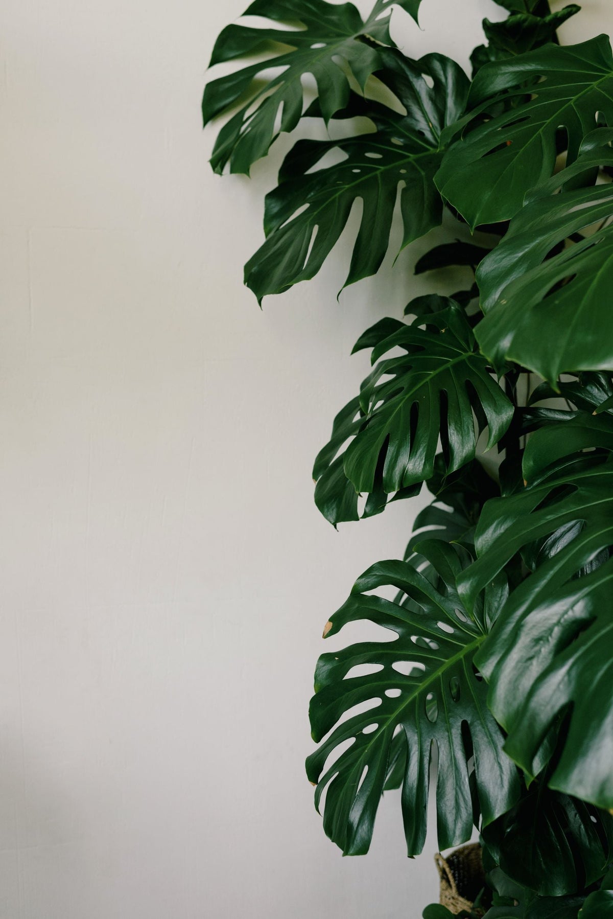 Cold Water vs Room-Temperature Water for Plants, BabaBerry watering guide
