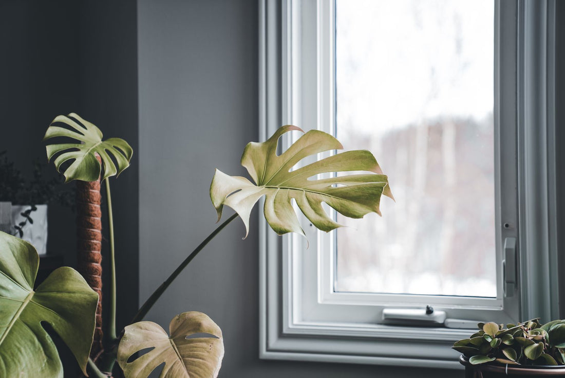 Should You Mist Your Plants? What Misting Really Does, BabaBerry watering guide