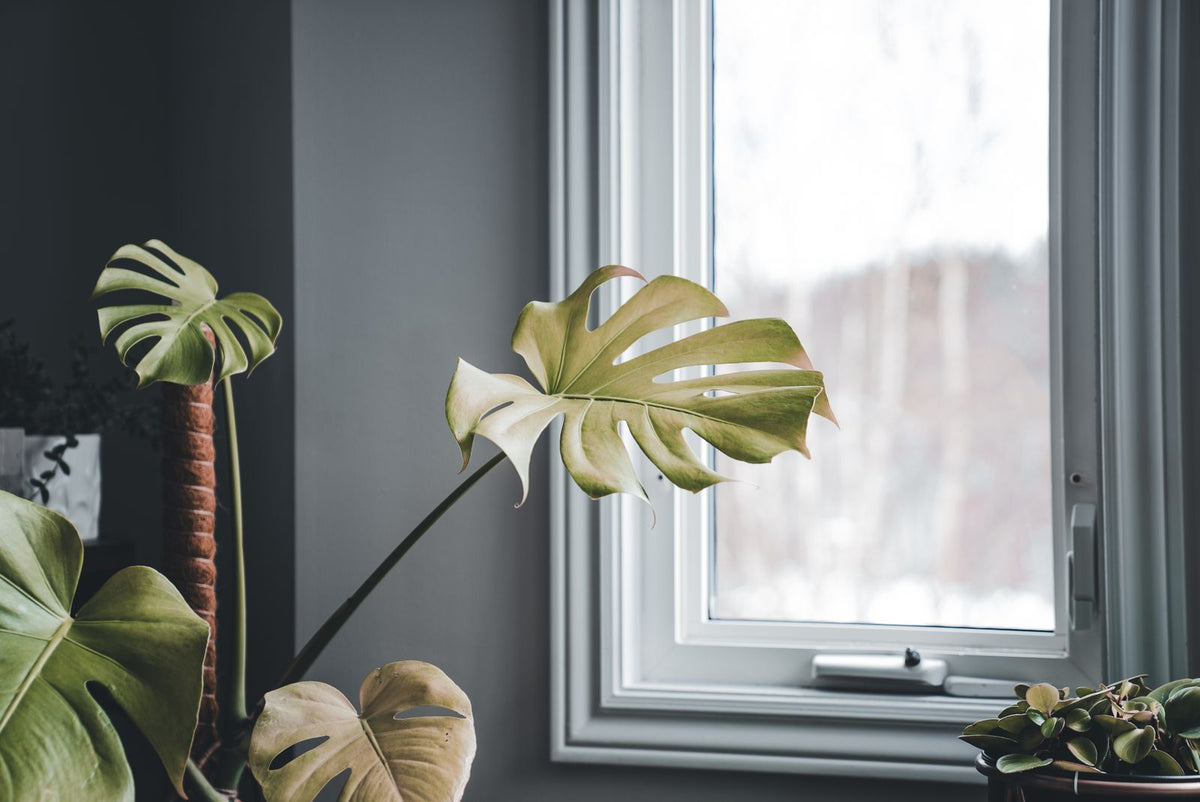 Should You Mist Your Plants? What Misting Really Does, BabaBerry watering guide
