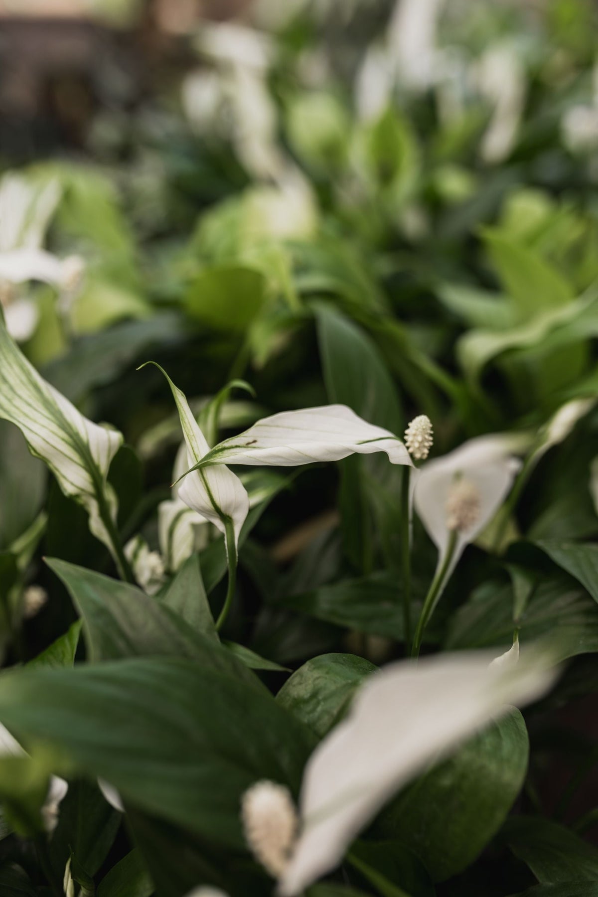 How Pot Material Changes Your Watering Schedule, BabaBerry watering guide